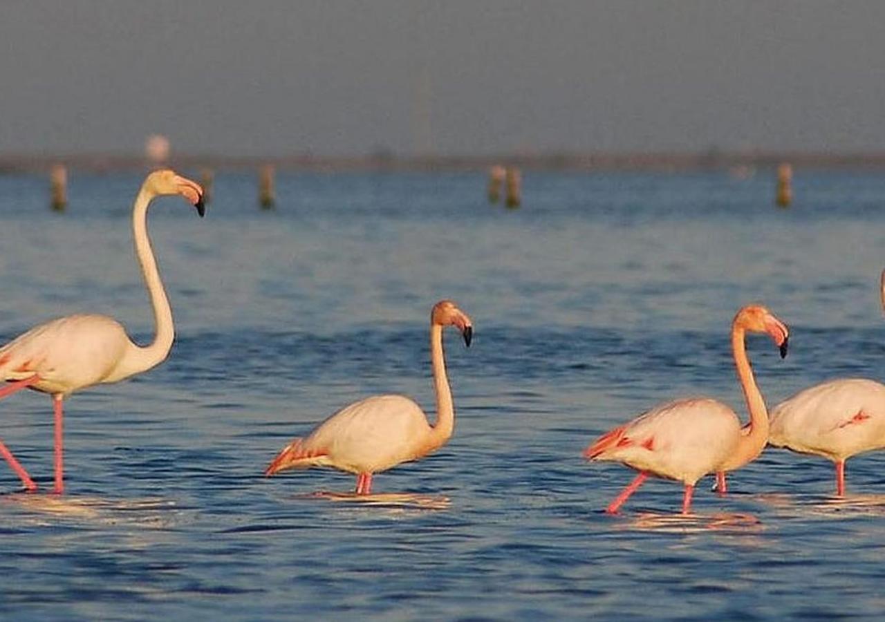 Casa Pascal Coeur Du Delta Daire L'Ampolla Dış mekan fotoğraf